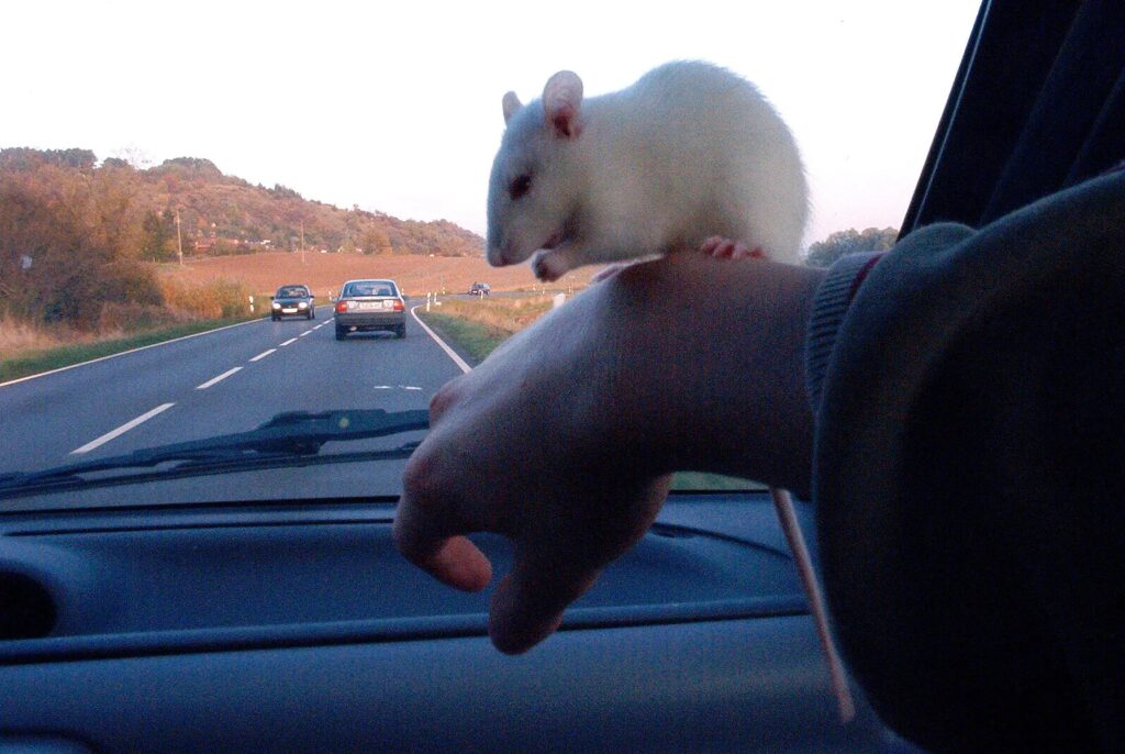 A white rat perched on Chris's wrist in a car, taken in 2003.
